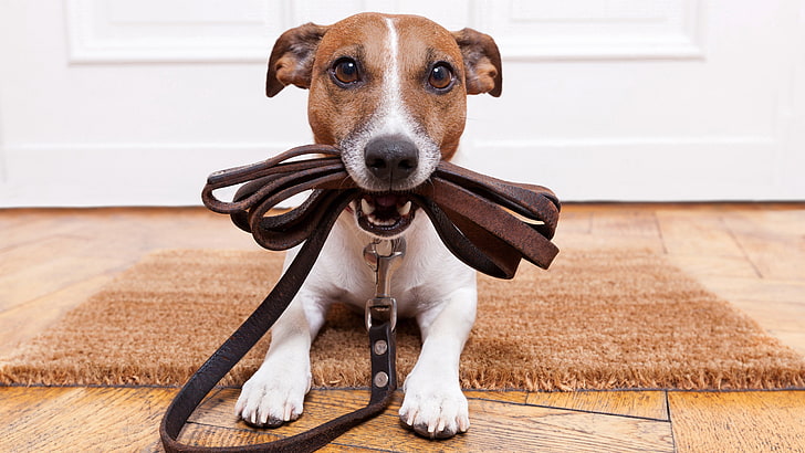 dog, dog breed, leash, jack russell, snout, terrier, cute, dog leash