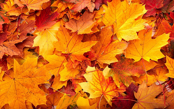 HD wallpaper: orange maple leaves, fall