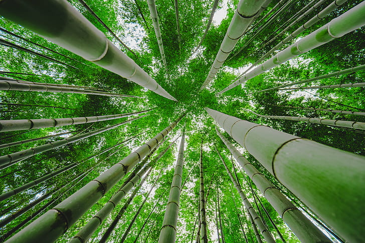 green bamboo trees in worms view photography, bamboo, Looking up, HD wallpaper