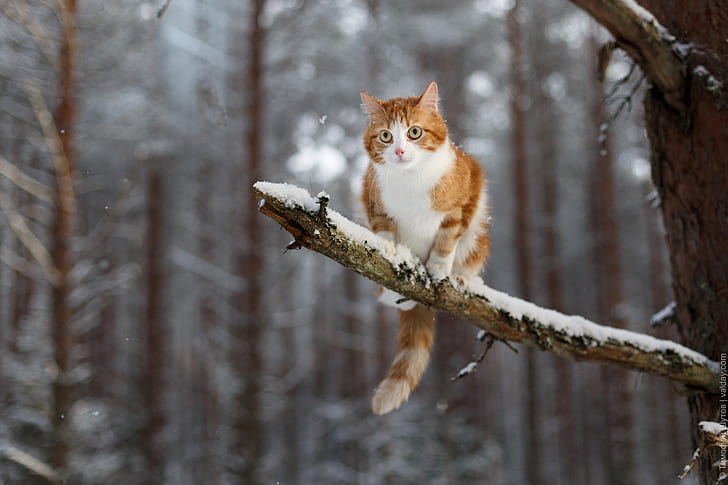 branch, cat, winter, animals, snow, HD wallpaper