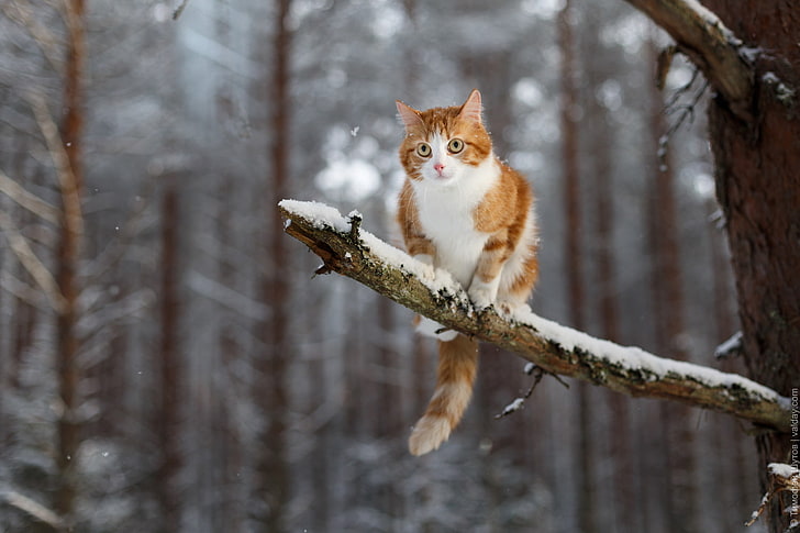 winter, snow, animals, cat, branch, tree, animal themes, one animal