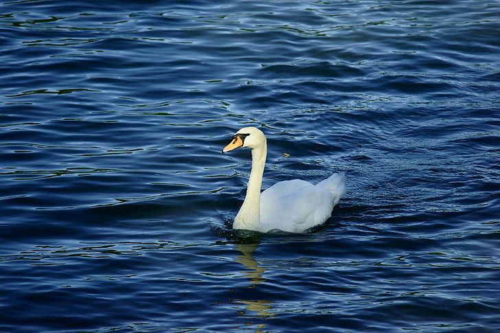 white swan on blue body of water, Rhein, Altrhein, Natur, FE