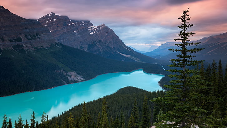 mountains, nature, Peyto Lake, Canada, forest, HD wallpaper