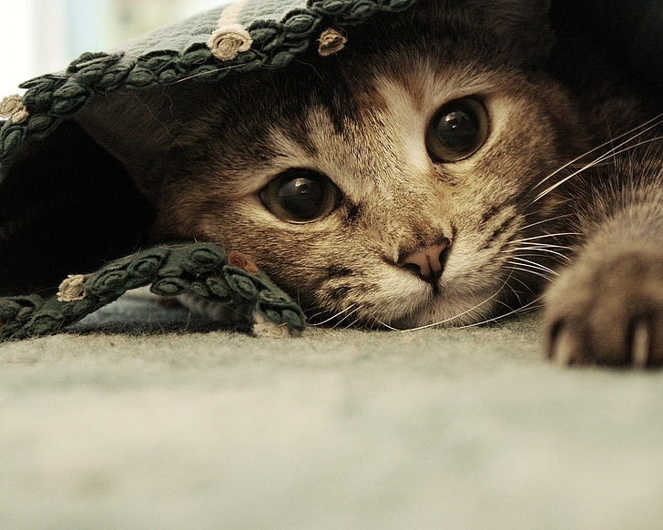 close up photo of brown tabby cat hiding on rug, animals, carpets