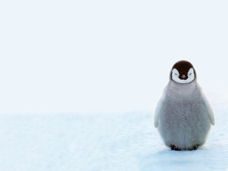 Cute Baby Penguins, Animals, Winter, Snow, HD wallpaper