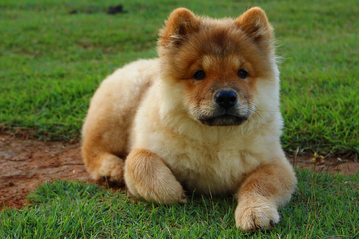 puppy, sitting, grass, chow chow, fluffy, dogs, Animal, HD wallpaper