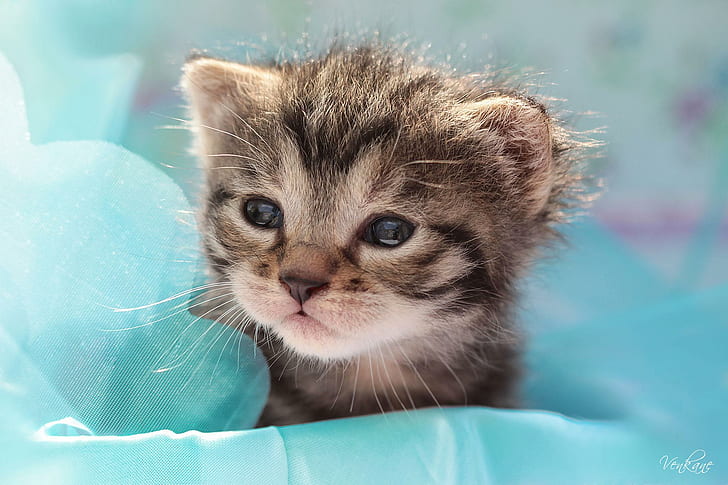 Cats Glance Kittens Animals For Desktop, brown tabby kitten, baby animals, HD wallpaper