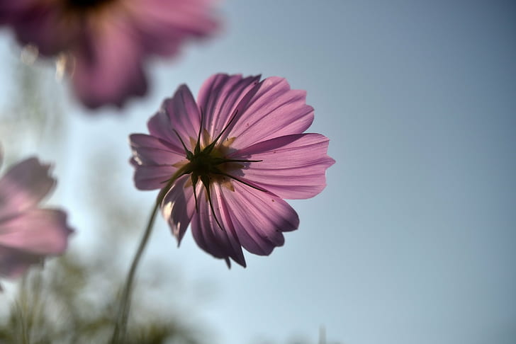 selective focus photography of purple petaled flower, BackLight
