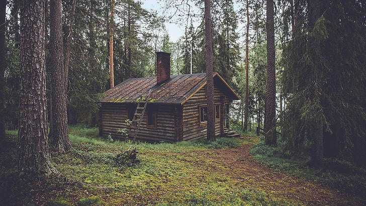 brown wooden cabin, forest, pine trees, plant, land, architecture