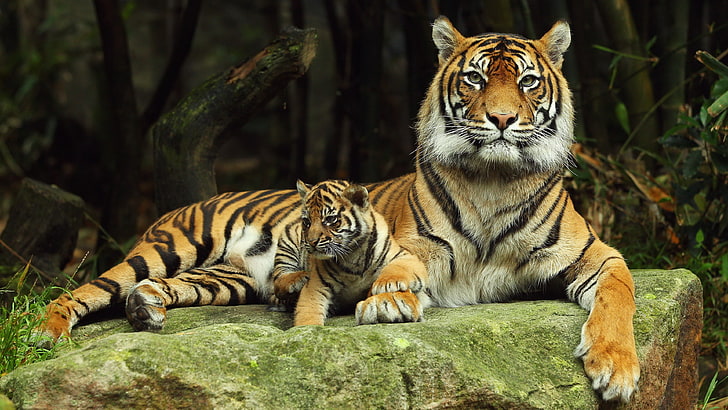 mother tiger and cub, feline, big cat, animal, animal themes