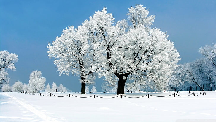 snow covered tree photo, trees, winter, cold temperature, plant