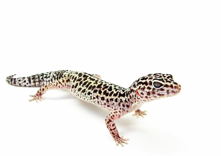 black and gray gecko, eublepharis, eublepharis, Eublepharis macularius, HD wallpaper