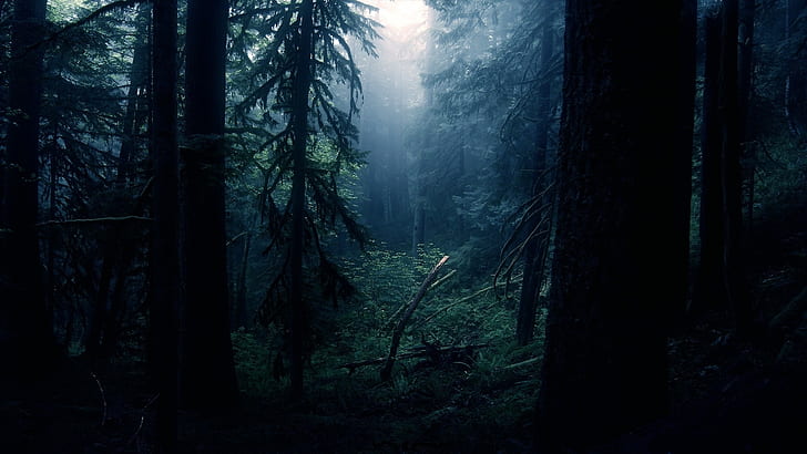 Nature Trees Forest Dark HD, forest photo, HD wallpaper