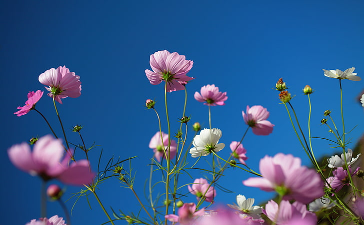Purple Cosmos Flowers, Blue Sky, pink cosmos flowers, Nature
