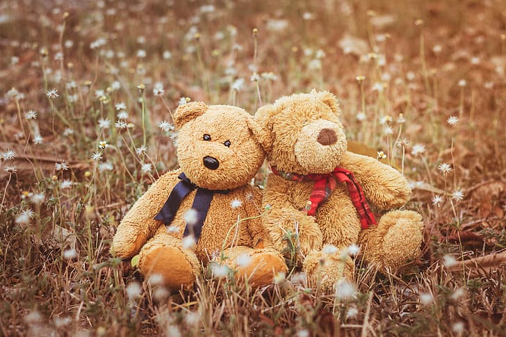 HD wallpaper: love, toy, bear, pair, two, field, romantic, couple, teddy |  Wallpaper Flare