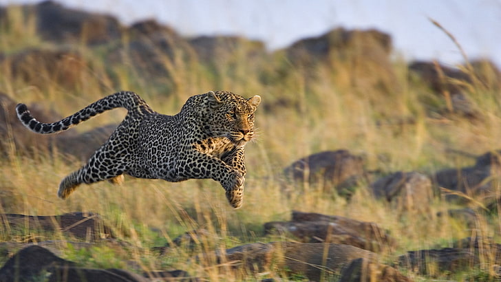 brown and black leopard, grass, run, jump, shoot, nature, undomesticated Cat, HD wallpaper
