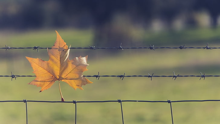 leaves, fence, barbed wire, fallen leaves, outdoors, safety