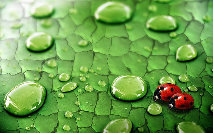 Green leaf, water drops, dew, insects, ladybirds, 2 ladybugs