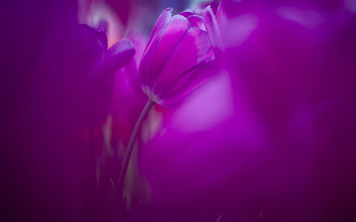 flowers, nature, tulips, purple flowers, flowering plant, beauty in nature, HD wallpaper