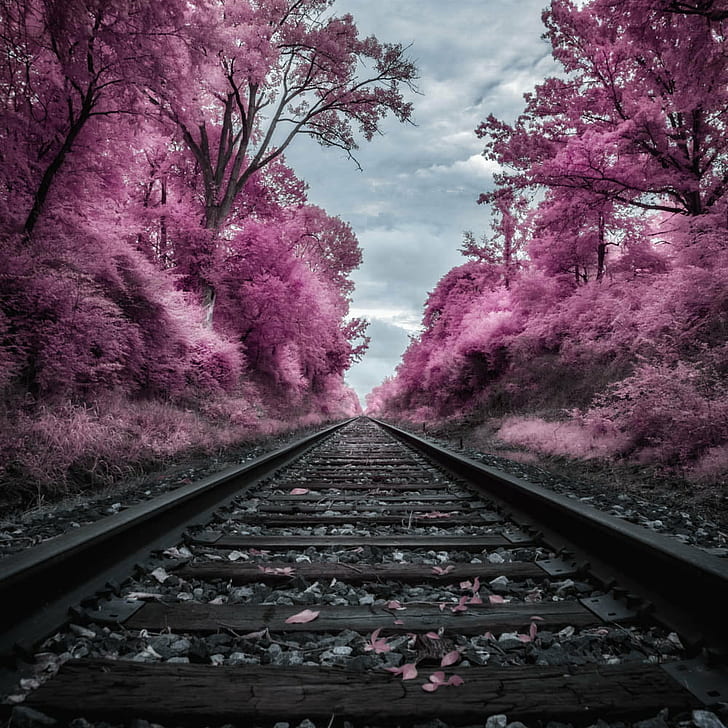 purple leaf tree on the side of train rail, Take me home, Train  tracks