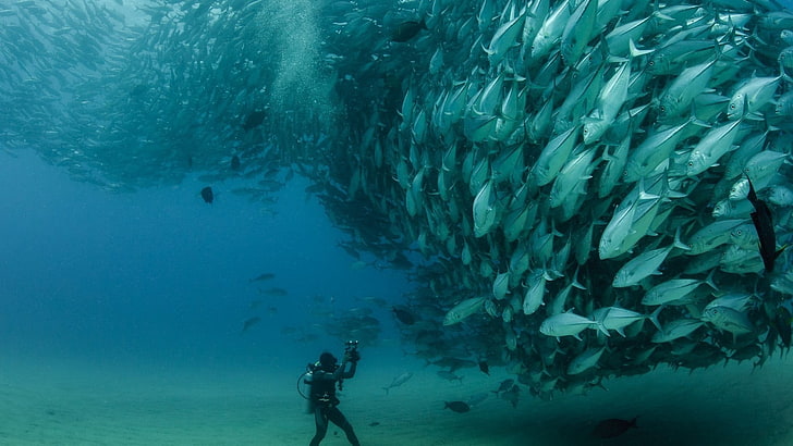 shoal of gray tuna, sea, fish, photography, animals, scuba diving, HD wallpaper