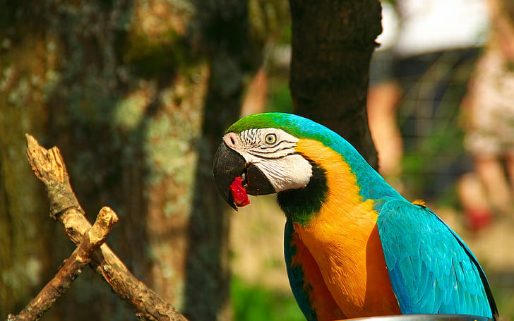 parrot, macaw backgrounds, bird, beak, Download 3840x2400 parrot, HD wallpaper