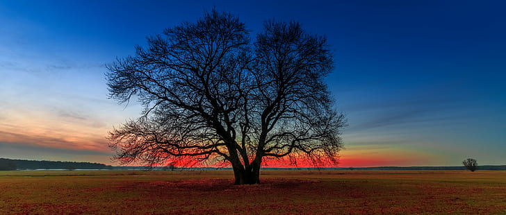brown bare tree under blue sky during daytime, nature, sunset, HD wallpaper