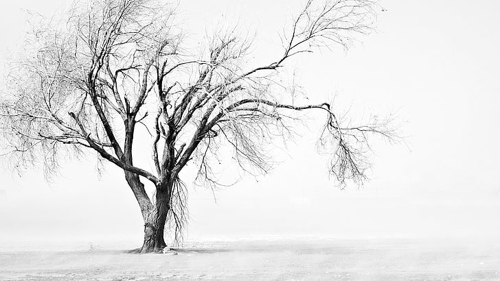 simple, monochrome, trees, simple background, white, white background, HD wallpaper