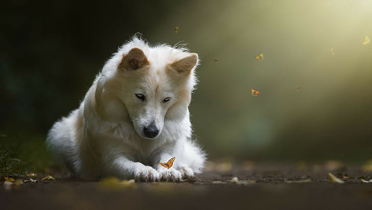 white wolf, dog, butterfly, one animal, animal themes, mammal, HD wallpaper