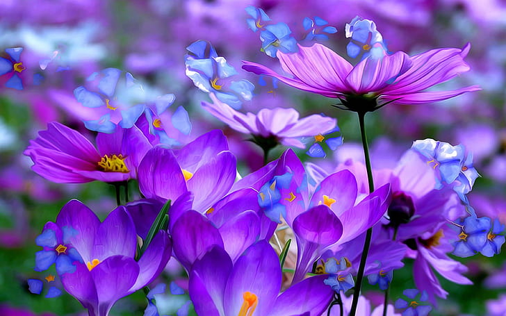 Crocuses Beautiful Purple Flowers Colored Detsktop Wallpaper Hd 3840×2400, HD wallpaper