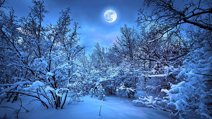 frost, snowy, night, forest, moon, moonlight, moonlit, night sky, HD wallpaper