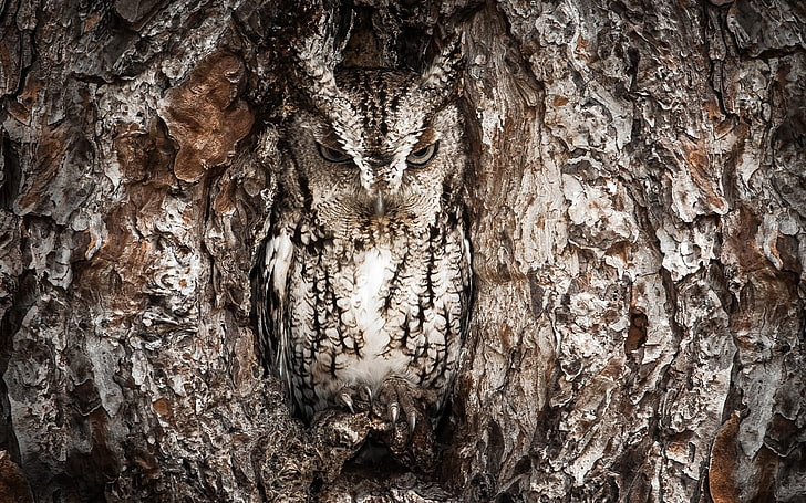 gray and black owl, nature, textured, tree trunk, no people, close-up
