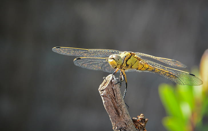 dragonfly on brown wood, plante, nature, macro, cigale, HD wallpaper