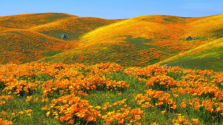 antelope, california, flowers, hills, poppies, valleys, yellow, HD wallpaper
