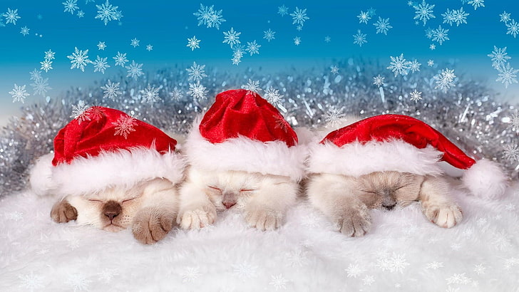 winter, snow, kitten, christmas, cat, santa claus, costume, HD wallpaper