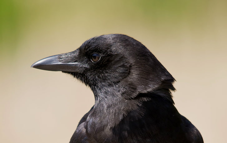 Picture raven profile Raven Queen