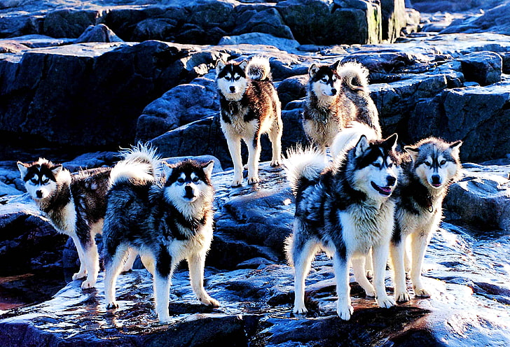 adult black and white Siberian huskies, dogs, husky, breed, sled Dog