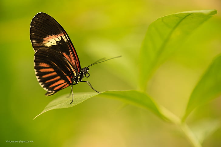brown and black butterfly perched on green leaf, heliconius, mariposa, heliconius, mariposa