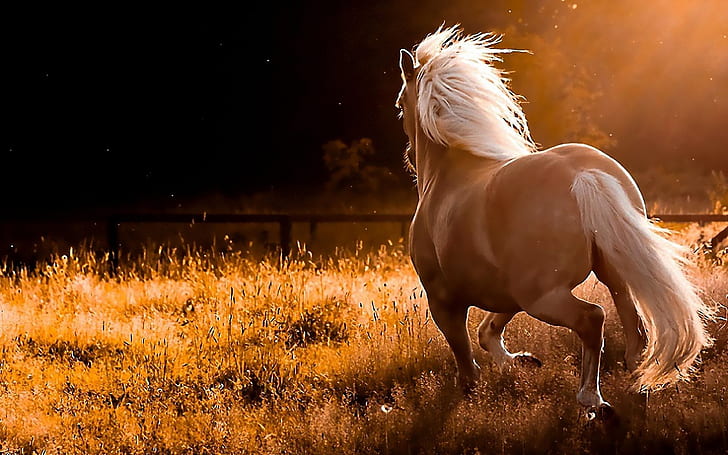 Free download Red Horse download hd Wallpaper High Quality  WallpapersWallpaper [1024x768] for your Desktop, Mobile & Tablet | Explore  72+ Horse Pictures For Desktop Background | Horse Wallpaper For Computer,  Horse Background