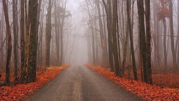 tree lined gray road, nature, trees, forest, fall, landscape