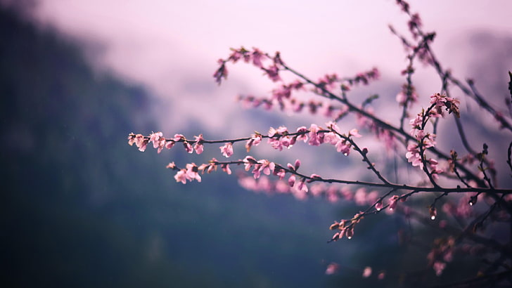 buds, twigs, flowery, spring, bloomy, blurred, plant, beauty in nature, HD wallpaper