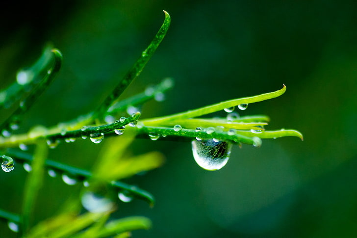 macro, water, water drops, green, green color, plant, beauty in nature, HD wallpaper