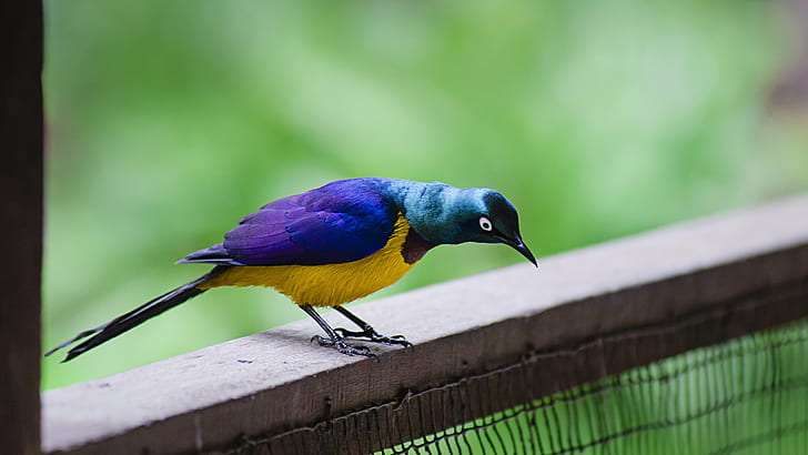 purple, yellow, and blue bird, Golden breasted Starling, Perai