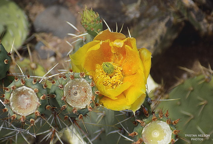nature, flowers, closeup, plant, yellow, cactus, growth, prickly pear cactus