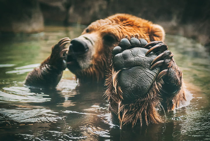 brown bear, animals, bears, bathing, mammals, feet, animal themes