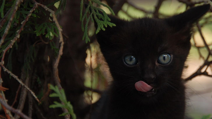catling, tongue, cat eyes, kitten, kitty, animal, animal themes