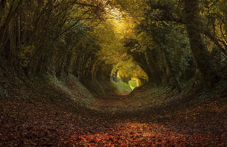 green and brown tree tunnel, pathway with leaves between green trees during daytime
