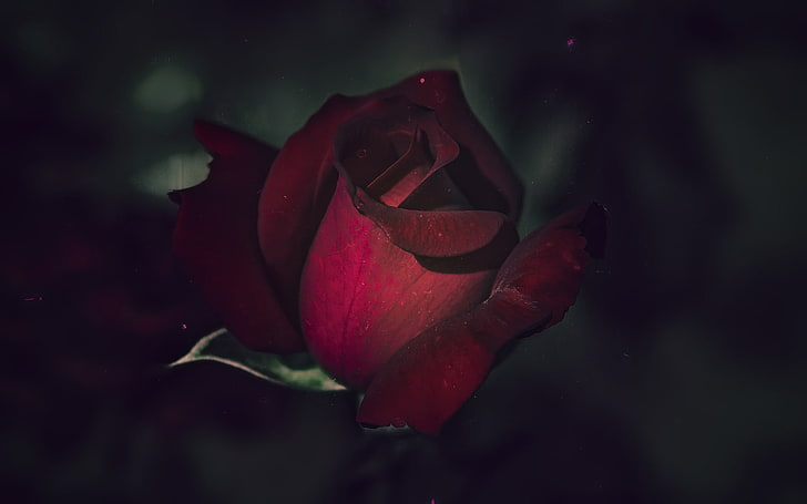red rose, flowers, flowering plant, beauty in nature, rose - flower, HD wallpaper