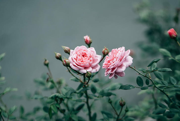 Herbarium, Pink Flowers, rose, HD wallpaper