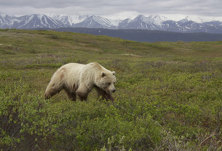 gray bear on grass field near mountains, grizzly bear, ursus arctos, grizzly bear, ursus arctos